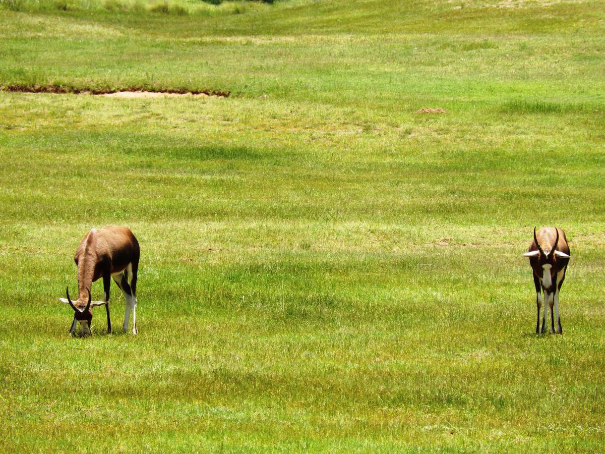 Legend Simba Safari - Legend Golf Safari Resort Golders Green Eksteriør billede