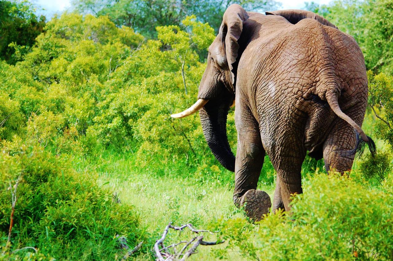 Legend Simba Safari - Legend Golf Safari Resort Golders Green Eksteriør billede